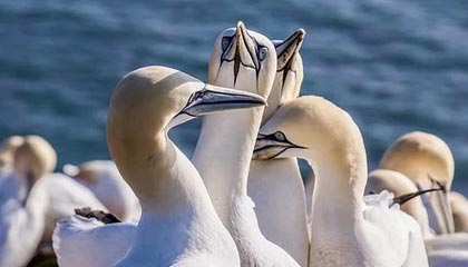 科蓝软件股价上涨1.31% 启动鸿蒙智能数币机器人全球征名活动