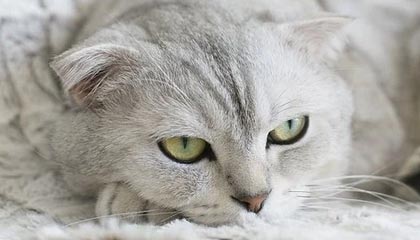 每周股票复盘：驰宏锌锗（600497）股东户数增加，硫酸价格上涨提升利润空间