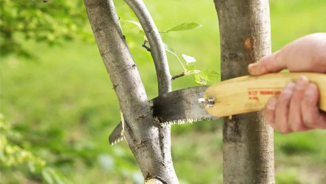 药明生物，长痛不如短痛