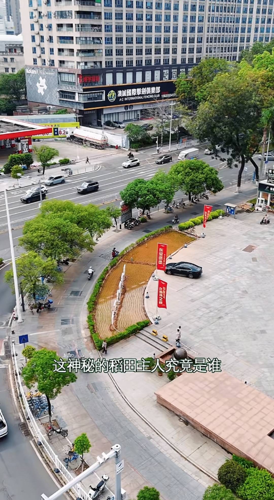 谁种的？东莞闹市区绿化带惊现水稻，网友化身福尔摩斯来探案，家居广场：商户提的建议