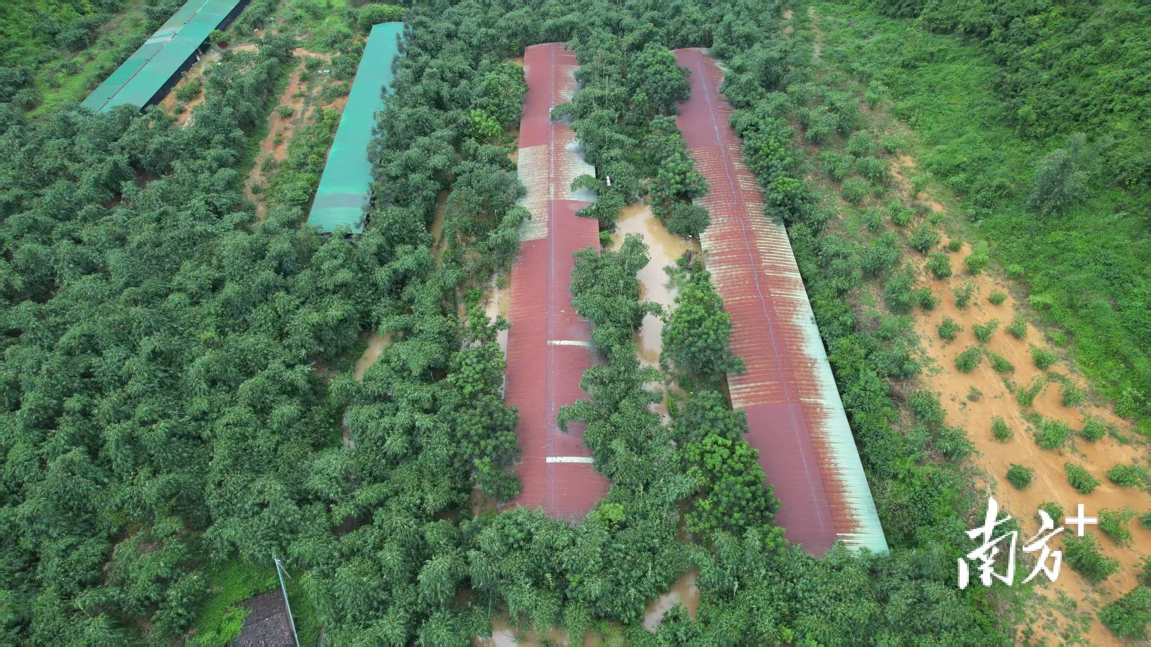 快速赔付94万！清远保险公司为英德养殖业灾后复产送上“定心丸”