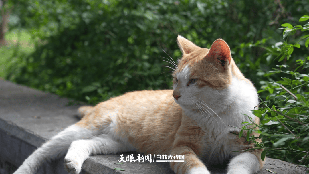 大反转！贵阳“挖眼虐猫”事件系AI编造