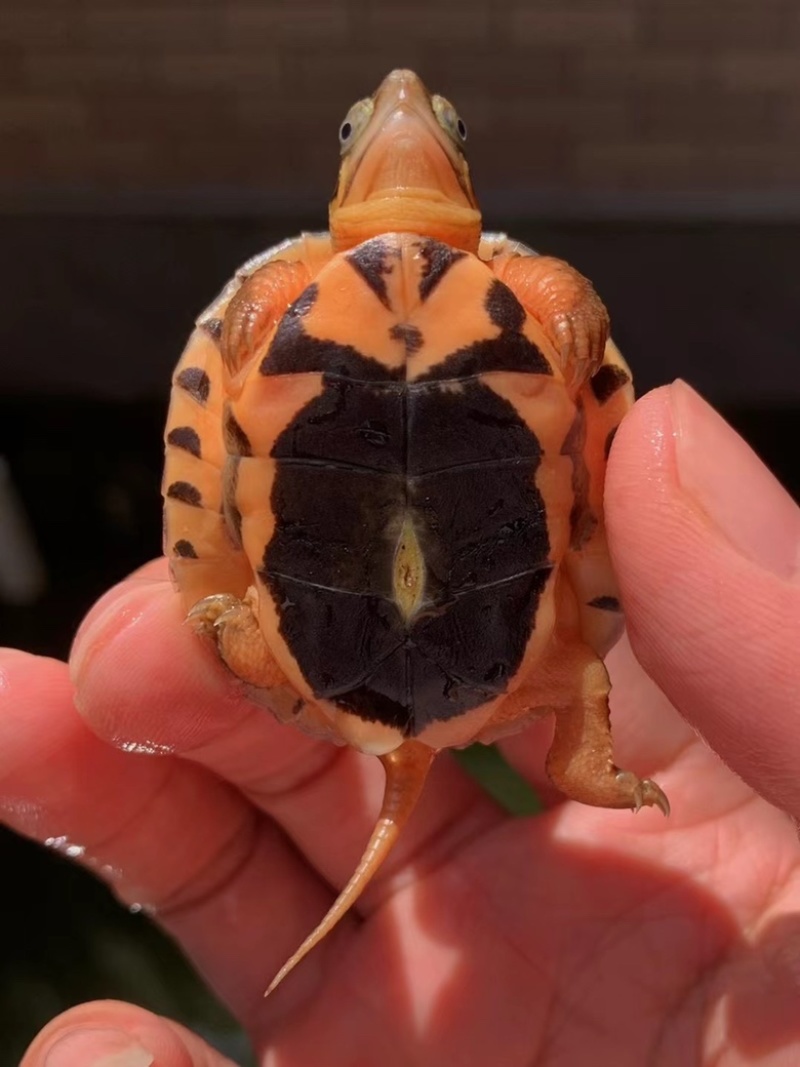 金龟(金龟子刘纯燕个人资料)